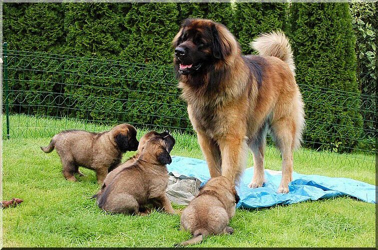 leonberger 123.jpg